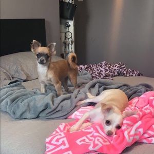 Meet your Posher, Anais